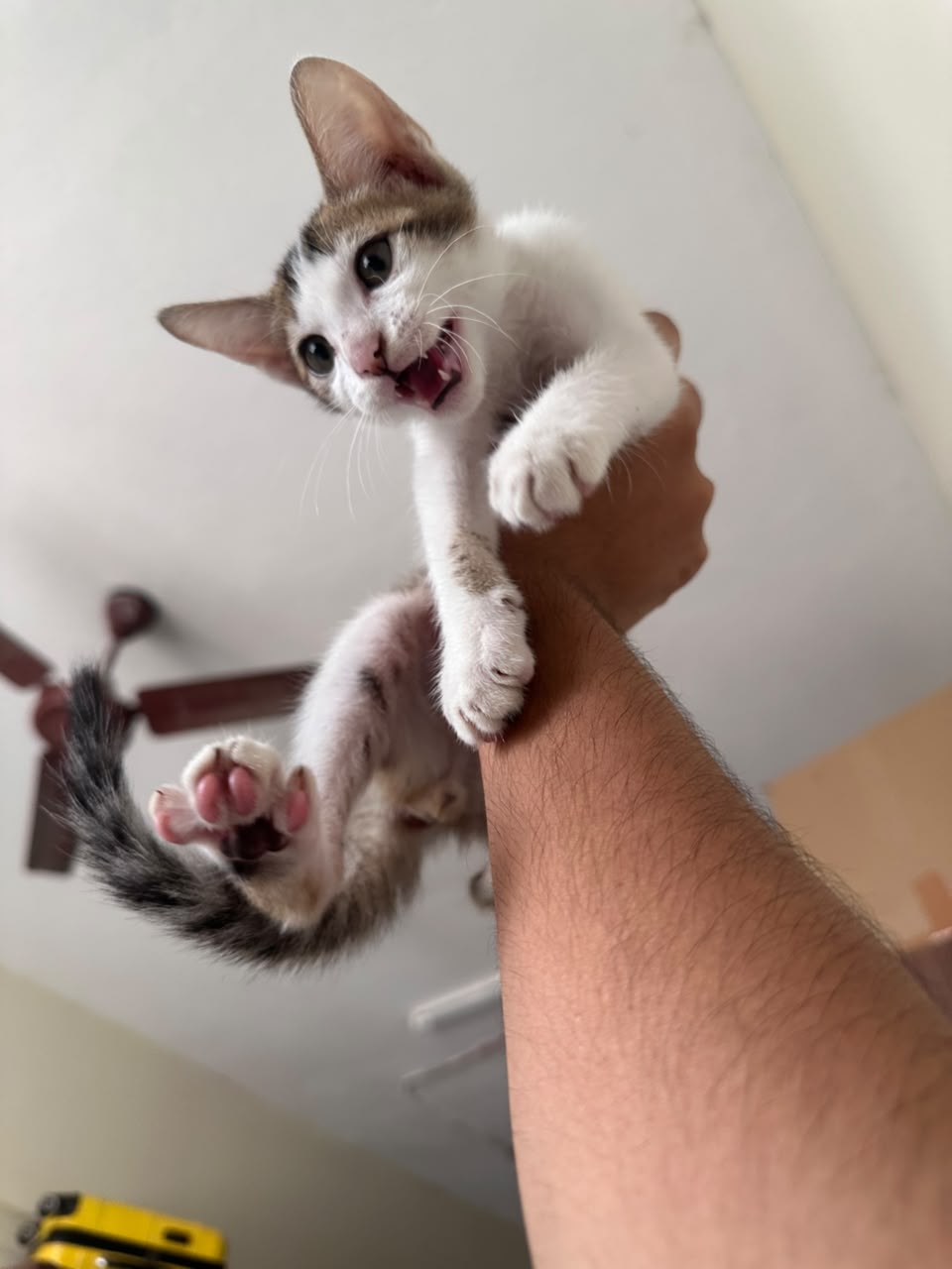 kitten mid-meow